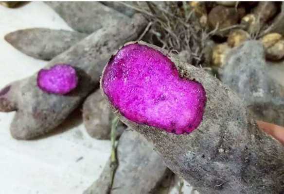 山药叫什么_紫色的山药叫什么