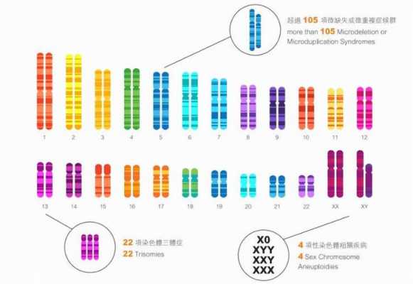 24对染色体分别是什么（24对染色体的人类）