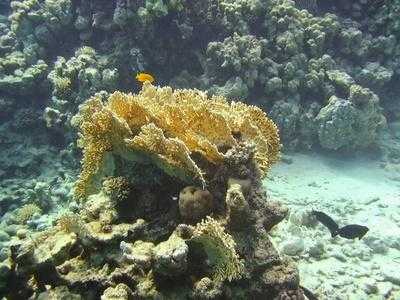 海底有什么的珊瑚选词填空-海底有什么