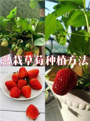 草莓种植季节和方法 什么时候种植草莓