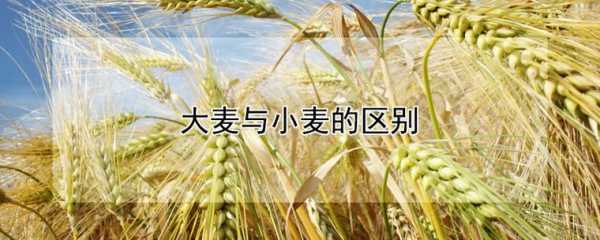 大麦是什么粮食_小麦是什么粮食